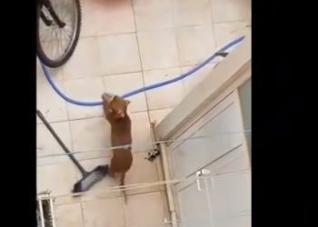 Imagen de la perra Lía compartida en redes sociales con el bozal puesto. Foto: Fundación Contra Maltrato Animal