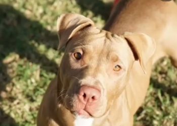 Imagen de la perra Lía compartida en redes sociales. Foto: Fundación Contra Maltrato Animal