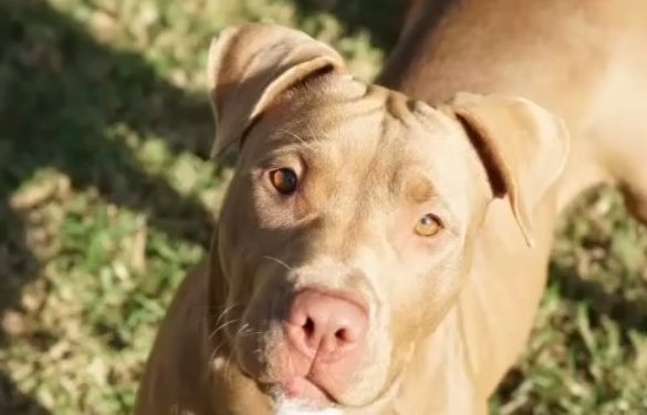 Imagen de la perra Lía compartida en redes sociales. Foto: Fundación Contra Maltrato Animal