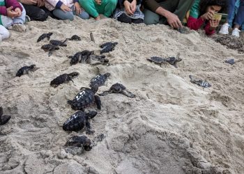 Momento en que las tortugas han sido soltada en la arena. Foto: Govern balear