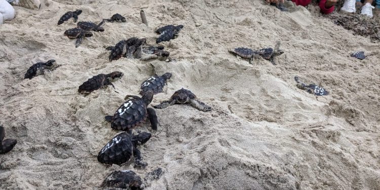 Momento en que las tortugas han sido soltada en la arena. Foto: Govern balear