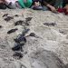Momento en que las tortugas han sido soltada en la arena. Foto: Govern balear