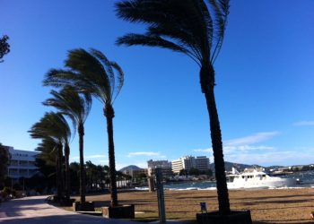 Imagen de archivo de las Palmeras Paseo Marítimo de Sant Antoni.