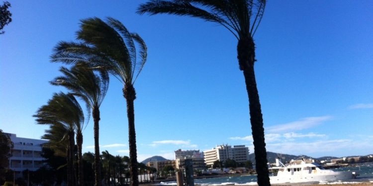 Imagen de archivo de las Palmeras Paseo Marítimo de Sant Antoni.