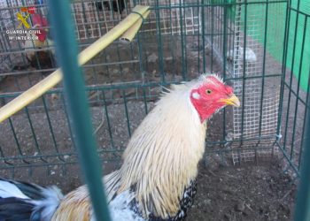 Un gallo con la cresta amputada.
