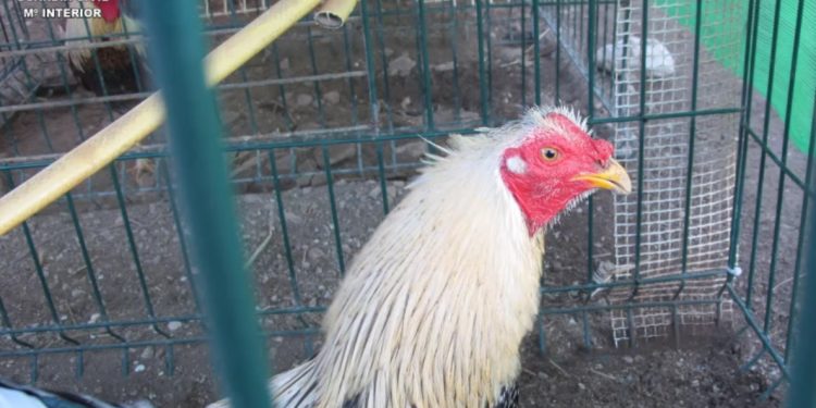 Un gallo con la cresta amputada.