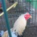 Un gallo con la cresta amputada.