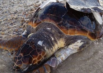 Imagen de la tortuga publicada en un grupo de redes sociales para pedir ayuda por M. Slađana