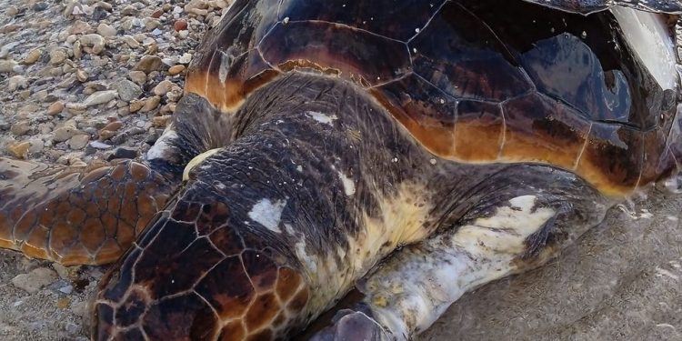 Imagen de la tortuga publicada en un grupo de redes sociales para pedir ayuda por M. Slađana