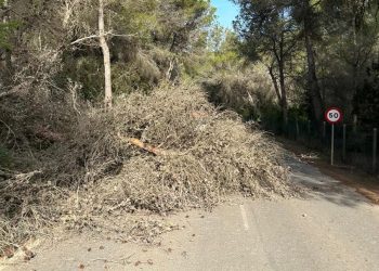 El árbol caído sobre la carretera. Fotos Bombers d'Eivissa
