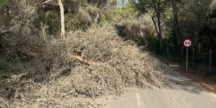 El árbol caído sobre la carretera. Fotos Bombers d'Eivissa