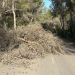 El árbol caído sobre la carretera. Fotos Bombers d'Eivissa