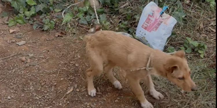 Captura del vídeo de Flor Koskas subido a redes sociales.