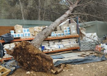 El pino desplomado, en una imagen de Bombers d'Eivissa.