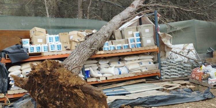 El pino desplomado, en una imagen de Bombers d'Eivissa.