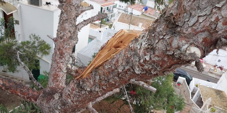 Estado de una de las ramas del árbol. Fotos: Bombers d'Eivissa