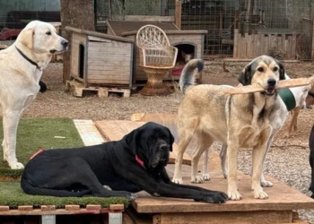 Una imagen del santuario animal Moji de Ibiza.