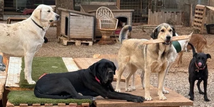 Una imagen del santuario animal Moji de Ibiza.