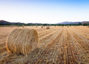 Imagen merecedora del segundo premio del concurso de 2022, obra de Lidia Guasch Juan