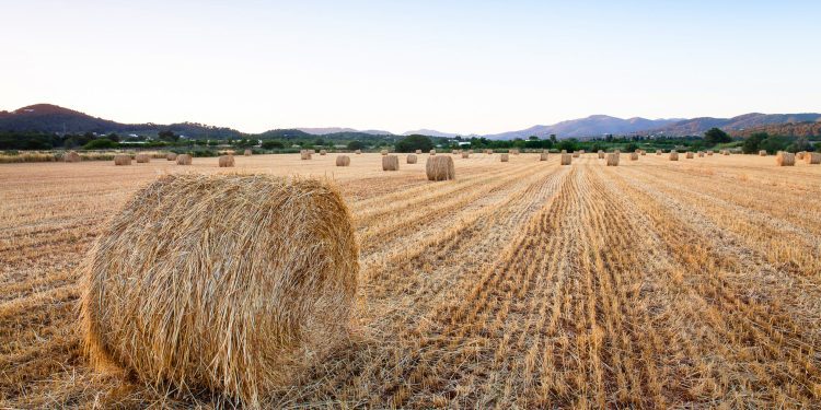 Imagen merecedora del segundo premio del concurso de 2022, obra de Lidia Guasch Juan