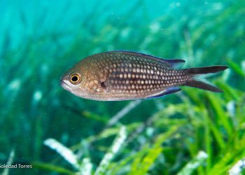 Imagen Soledad Torres, GEN-GOB