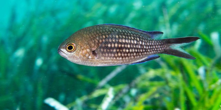 Imagen Soledad Torres, GEN-GOB