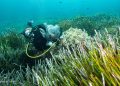 Las altas temperaturas están afectando a la posidonia tanto en las profundidades como en la superficie. Imagen Soledad Torres / GEN-GOB
