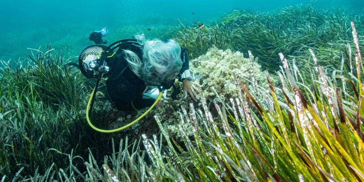 Imagen Soledad Torres, GEN-GOB