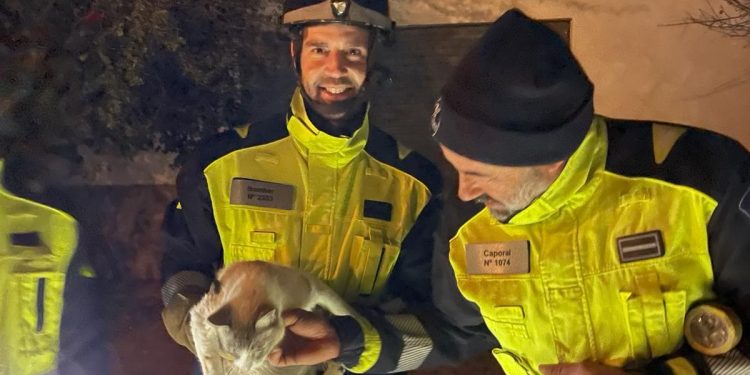 Los bomberos sostienen, sonrientes, al gatito rescatado ayer. Fotos Bombers d'Eivissa
