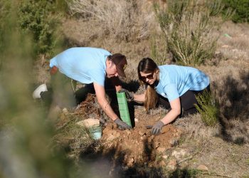 Actuación impulsada por la empresa ibicenca Regenera Natura en Cala Xarraca