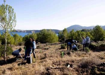 Trabajos de reforestación en la zona de Cala Xarraca. Fotos: Regenera Natura y Six Senses Ibiza