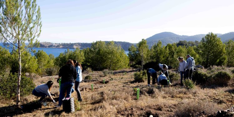 Trabajos de reforestación en la zona de Cala Xarraca. Fotos: Regenera Natura y Six Senses Ibiza