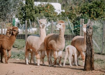Alpacas de la granja de Ibiza en una imagen Es Currals