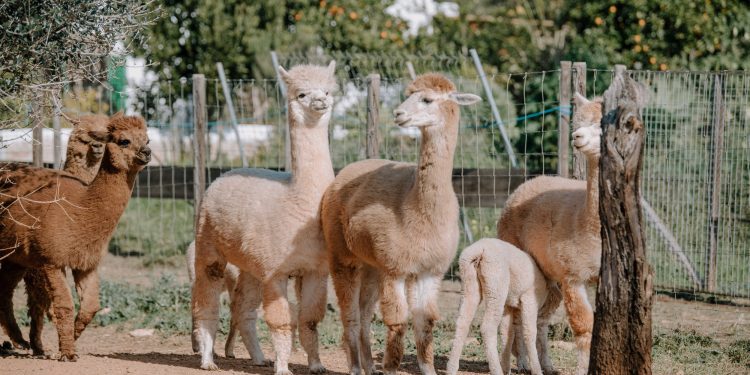 Alpacas de la granja de Ibiza en una imagen Es Currals