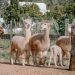 Alpacas de la granja de Ibiza en una imagen Es Currals