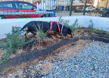 La perra Gilda recorre los rincones del nuevo parque canino. Fotos: Ayuntamiento de Ibiza
