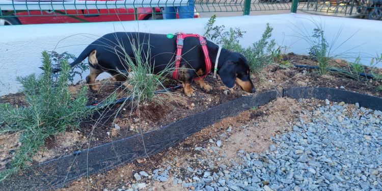 La perra Gilda recorre los rincones del nuevo parque canino. Fotos: Ayuntamiento de Ibiza