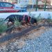 La perra Gilda recorre los rincones del nuevo parque canino. Fotos: Ayuntamiento de Ibiza