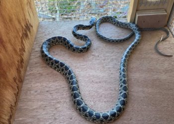 Serpiente capturada en una trampa. Foto Cofib