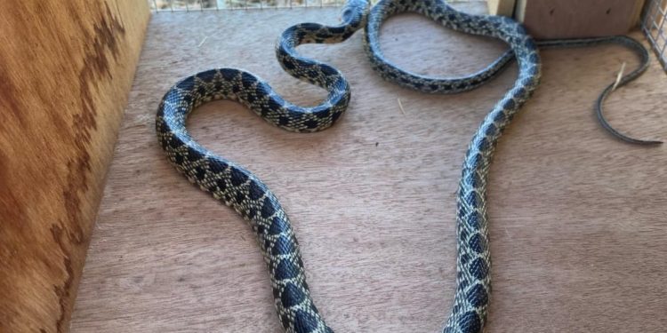 Serpiente capturada en una trampa. Foto Cofib