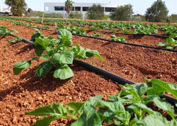 Finca de Can Marines con un cultivo de patata.
