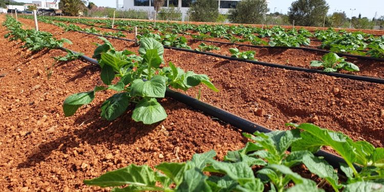 Finca de Can Marines con un cultivo de patata.