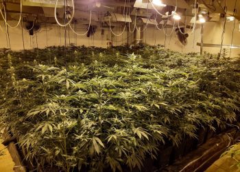 Plantación de marihuana