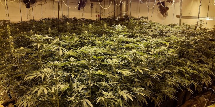 Plantación de marihuana