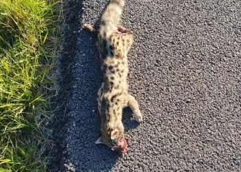 Una jineta, posiblemente atropellada, en la cuneta de la carretera de Sant Rafel a Santa Eulària. Foto Bastida, cedida a Noudiari.
