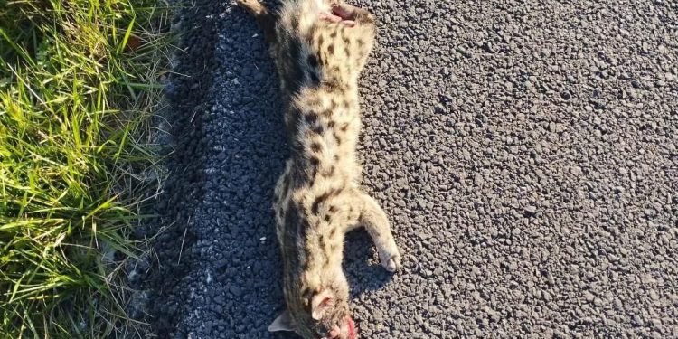 Una jineta, posiblemente atropellada, en la cuneta de la carretera de Sant Rafel a Santa Eulària. Foto Bastida, cedida a Noudiari.