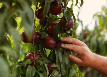 Imagen: Luana Failla/Ibiza Produce