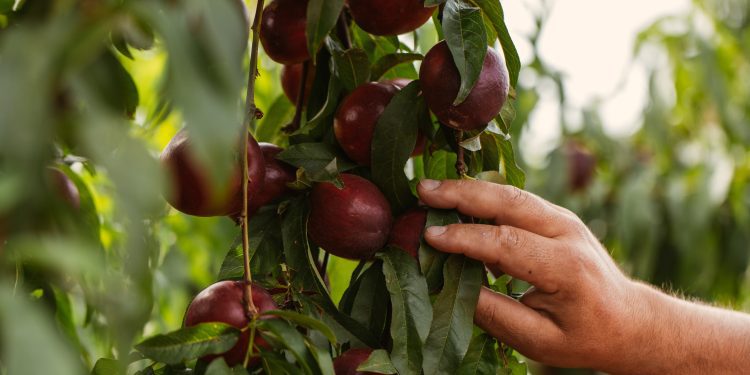 Imagen: Luana Failla/Ibiza Produce