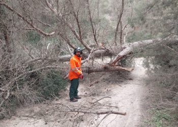 Un bombero, junto al árbol. Foto: Bombers d'Eivissa