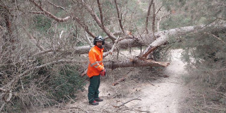 Un bombero, junto al árbol. Foto: Bombers d'Eivissa